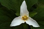 Trillium, Trillium ovatum